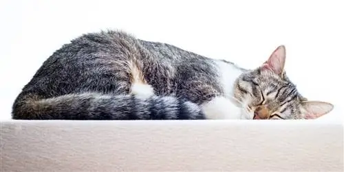 20 красивых, удобных и оригинальных лежаков для кошек