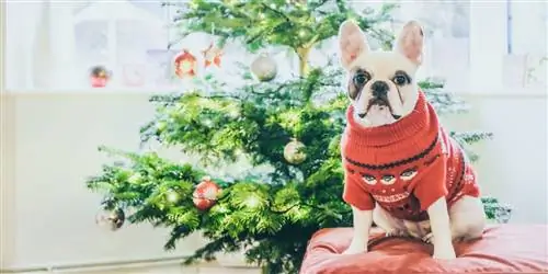 20 Рождественские свитера для собак очень хорошего качества