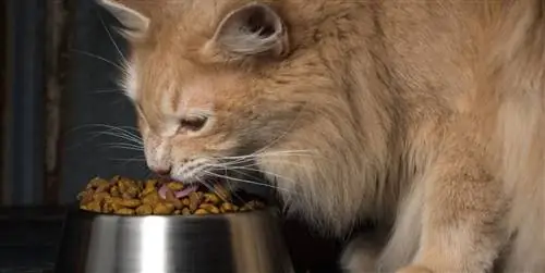 9 автоматические кормушки для кошек: хорошо и дешево