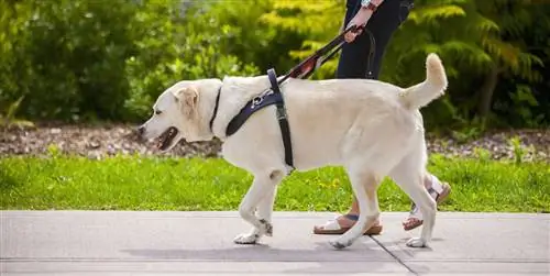 12 красивая, очень удобная и дешевая шлейка для собак