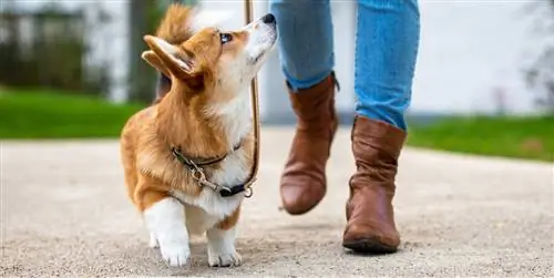 20 лучших поводков для маленьких и средних собак