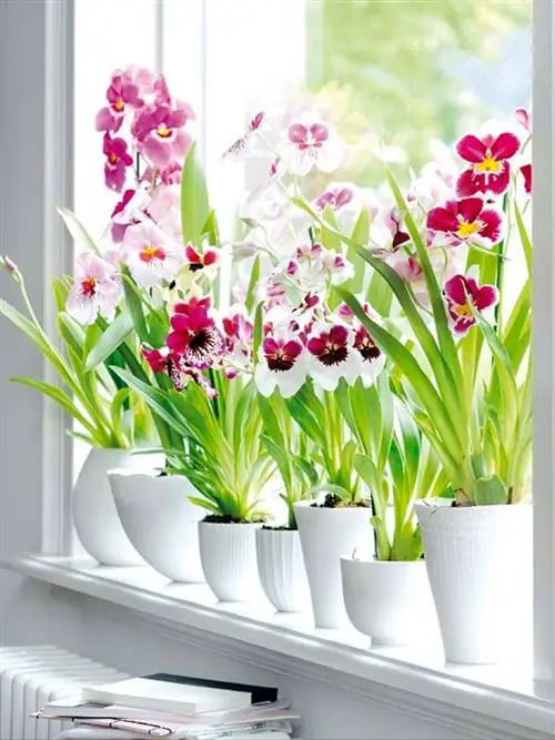 Милтонская орхидея