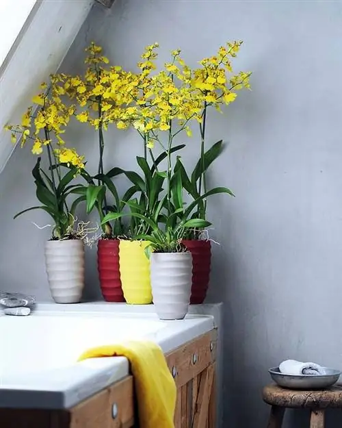 онцидиум орхидея