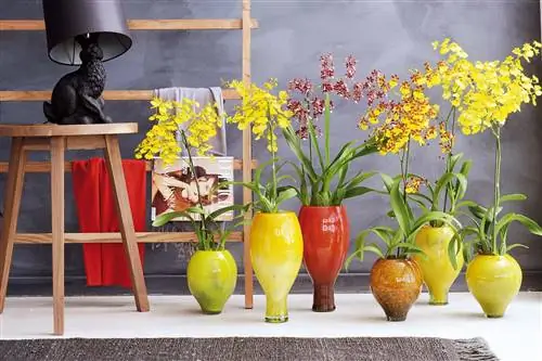 онцидиум орхидея