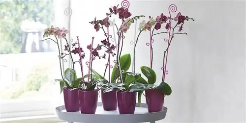 Орхидеи: сорта и хитрости по уходу за ними