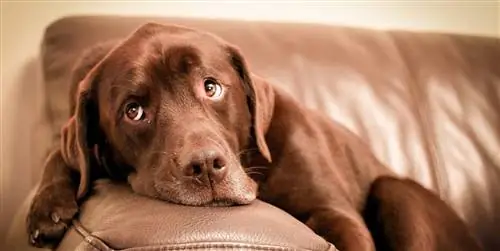 60 имен для оригинальных и красивых сук