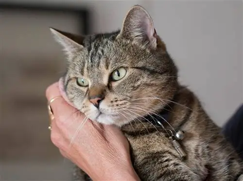 красивая кошка