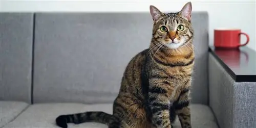 75 имен для кошек: красивых и оригинальных