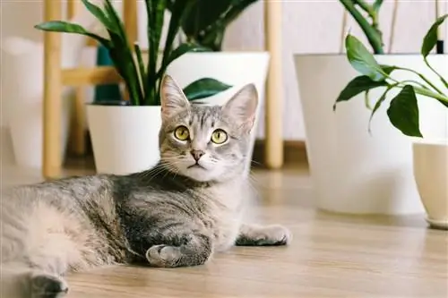 лежащий кот