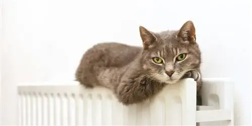 75 самых оригинальных и красивых имен для кошек