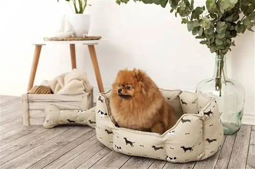 В mascoboutique есть все необходимое для вашего питомца, например, эта лежанка для собаки