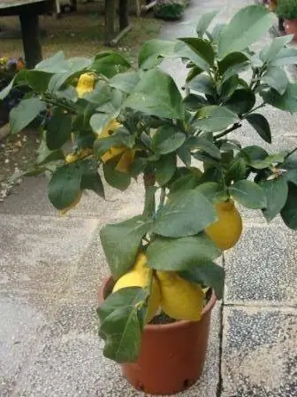картина картина