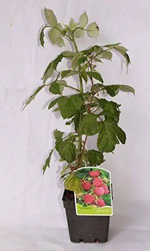 картина картина