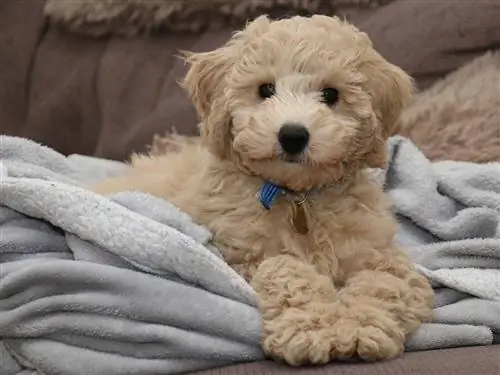 дворняжка
