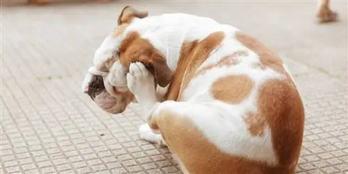 Как вывести клещей и блох у собаки