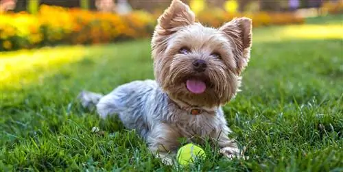 Все, что нужно знать о йоркшире: особенности и уход