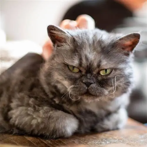 селкирк рекс, большая кошка