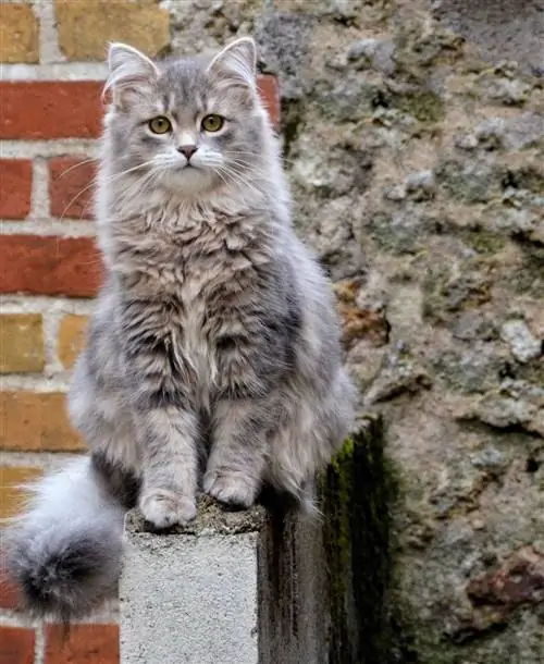 Сибирская кошка, порода крупных кошек