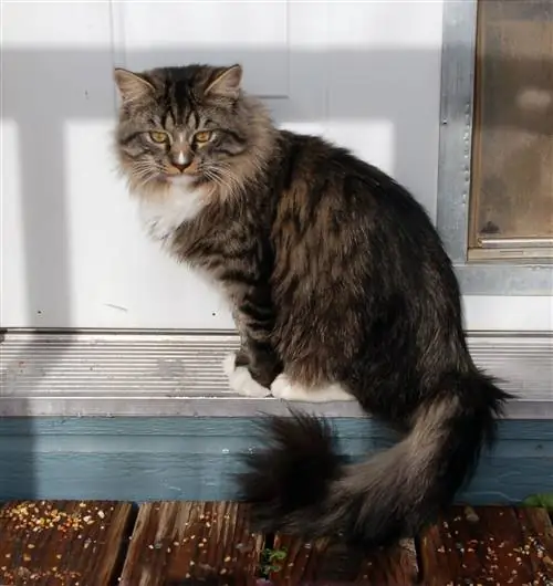 рагамаффин, порода крупных кошек