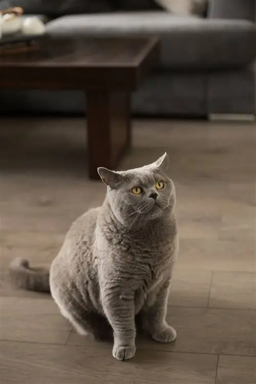 чаузи, крупная порода кошек