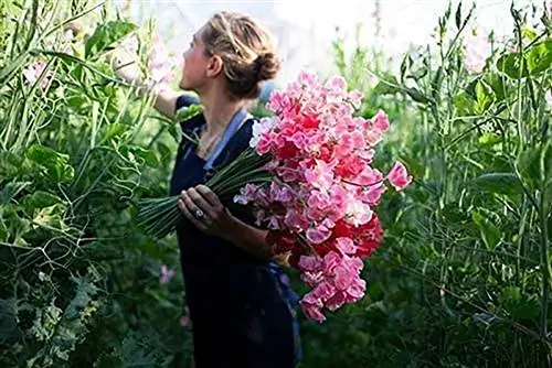 lathyrus odoratus или душистый горошек, вьющиеся растения с цветами