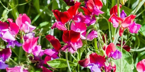 Lathyrus odoratus или душистый горошек: уход