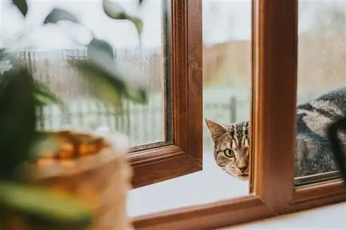 кошка у двери дома