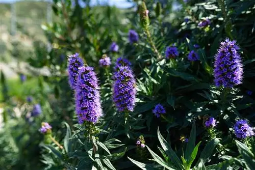 гордость Мадейры echium fastuosum