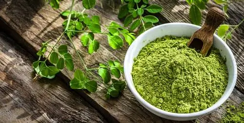 Моринга: польза и как использовать на кухне