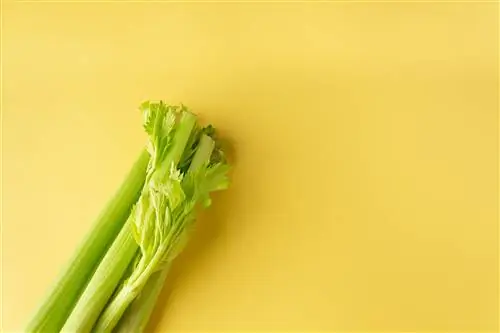 сельдерей
