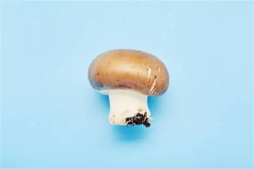 грибы