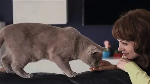 документальный фильм netflix в сознании кота