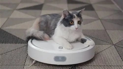 документальный фильм netflix в сознании кота