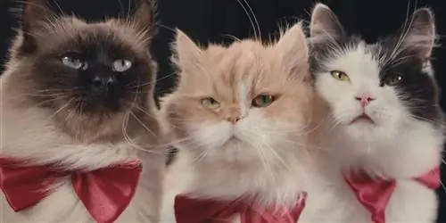 Новый документальный фильм В сознании кота на Netflix