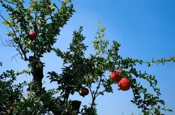 Гранатовые деревья
