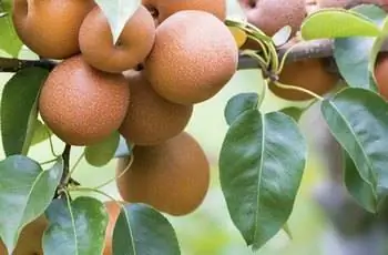 Азиатская груша с фруктами