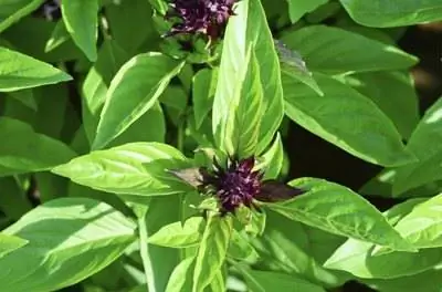 Как вырастить тайский базилик