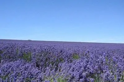 Как ухаживать за лавандой зимой