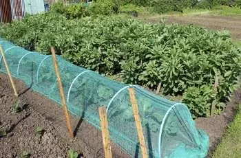 Огород на участке с фасолью, капустой и сеткой-колокольчиком.