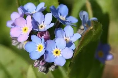 Как ухаживать за цветами Forget Me Not