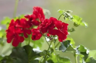 Почему листья моей герани краснеют?
