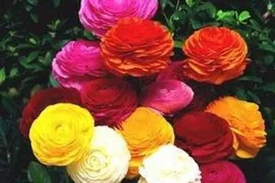 Как посадить ранункулюс в помещении