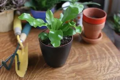 Как вырастить комнатные растения папоротника «Птичье гнездо»