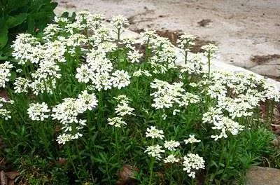 Как ухаживать за Candytuft