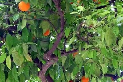 Как защитить апельсиновые деревья от мороза