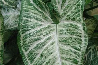 Как подготовить каладиум к зиме