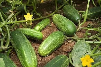 Как ухаживать за огурцами