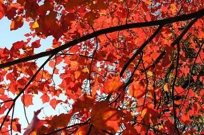 Как обрезать красный клен