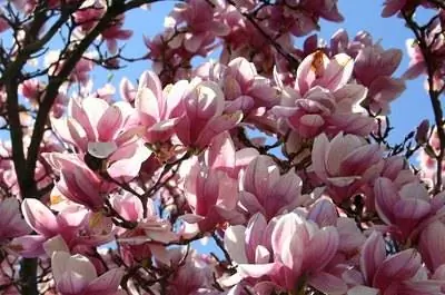 Как вырастить дерево магнолии