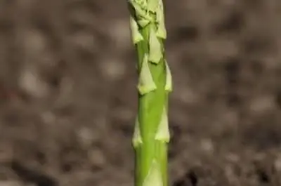 Как ухаживать за спаржей